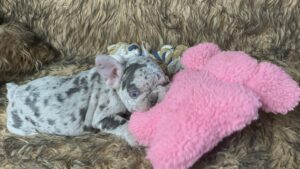 Kimchi | Blue Merle French Bulldog Female | Born May 10th, 2023