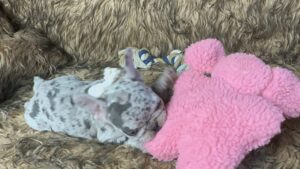 Kimchi | Blue Merle French Bulldog Female | Born May 10th, 2023