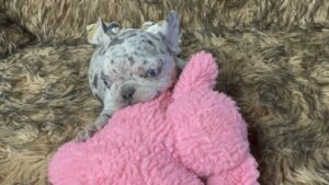 Kimchi | Blue Merle French Bulldog Female | Born May 10th, 2023