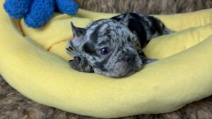 King | Black Merle French Bulldog Male | Born May 10th, 2023