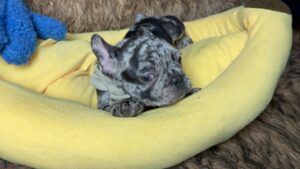 King | Black Merle French Bulldog Male | Born May 10th, 2023