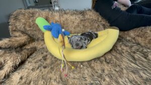 King | Black Merle French Bulldog Male | Born May 10th, 2023