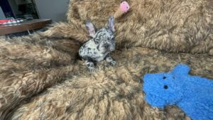 King | Black Merle French Bulldog Male | Born May 10th, 2023