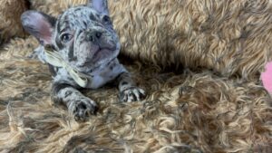 King | Black Merle French Bulldog Male | Born May 10th, 2023