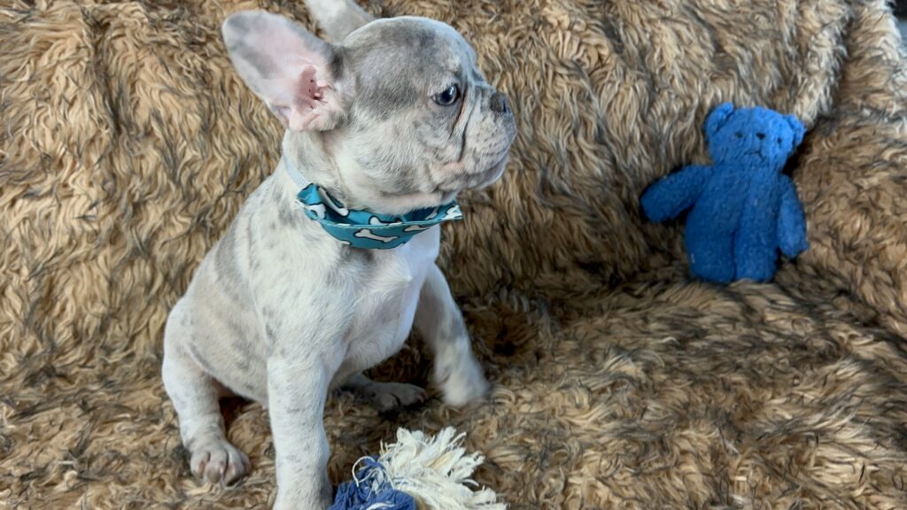 Mario Lilac Merle French Bulldog Male Available Now