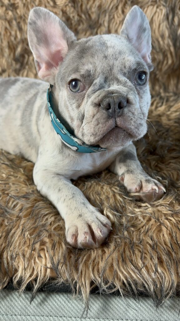 Mario Lilac Merle French Bulldog Male Available Now