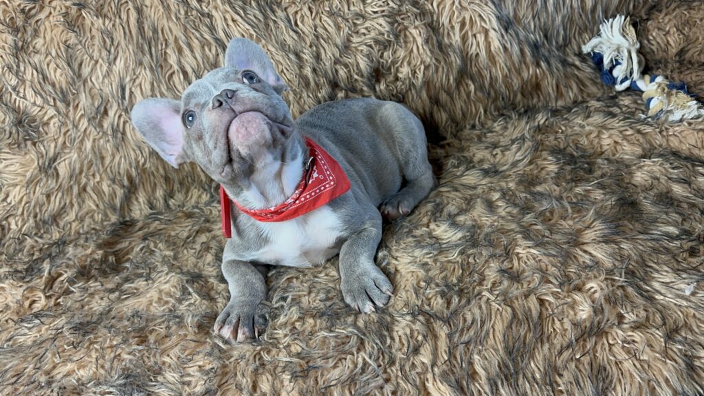 Luigi Lilac Brindle French Bulldog Male Available Now
