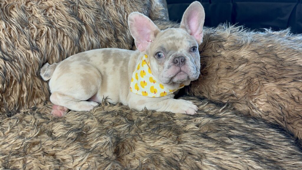 Freckles | Blue Fawn Merle French Bulldog Male | Available June 19th, 2023