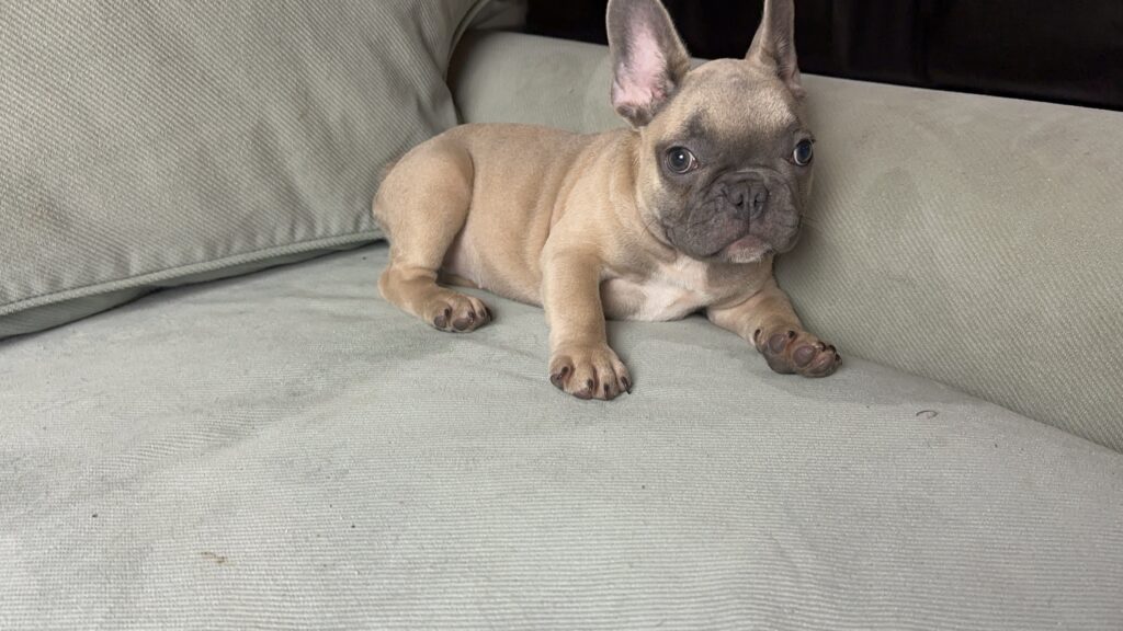 Nala | Blue Fawn French Bulldog Female | Adopted