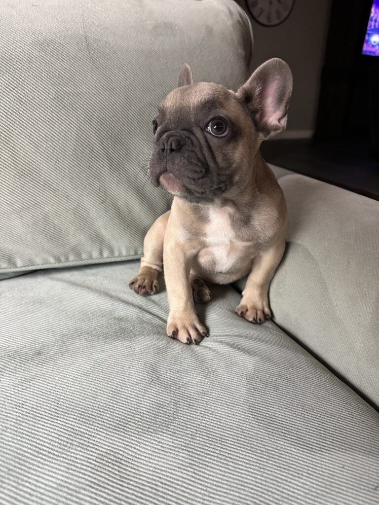 Nala | Blue Fawn French Bulldog Female | Adopted