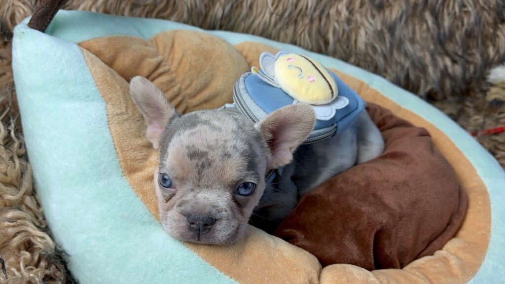 Lennon | Lilac Merle and Tan French Bulldog Male | Born June 7th, 2023