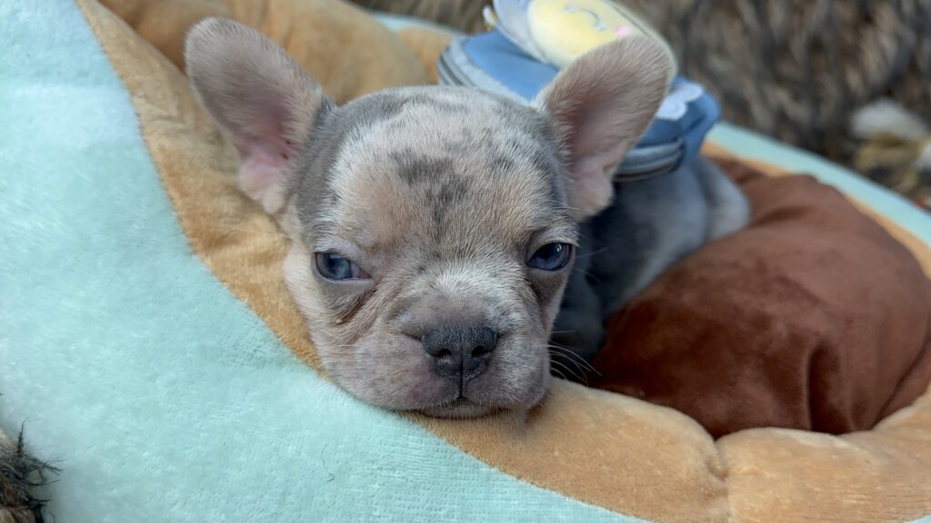 Lennon | Lilac Merle and Tan French Bulldog Male | Born June 7th, 2023