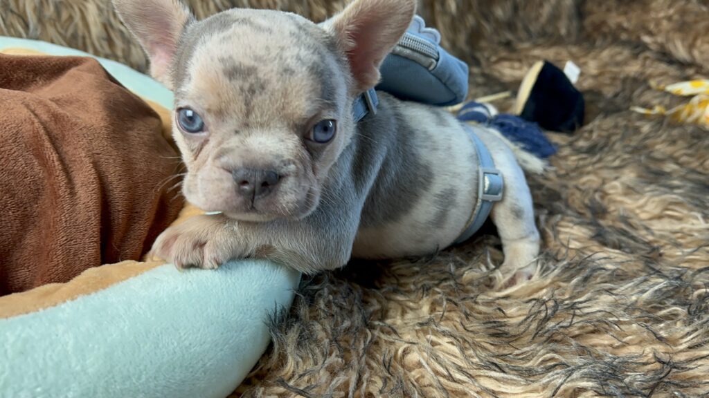 Lennon | Lilac Merle and Tan French Bulldog Male | Born June 7th, 2023