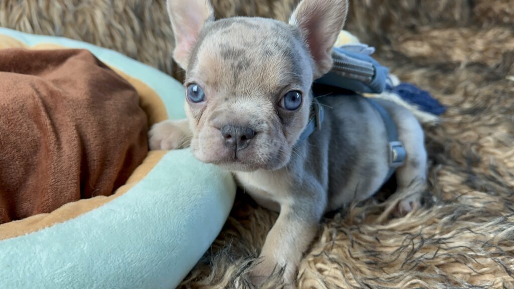 Lennon | Lilac Merle and Tan French Bulldog Male | Born June 7th, 2023