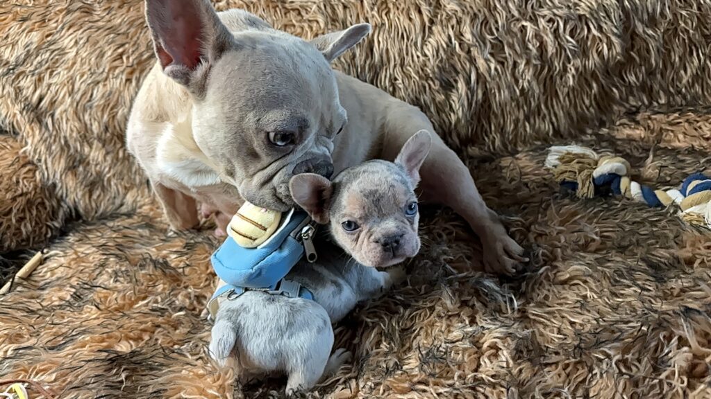 Lennon | Lilac Merle and Tan French Bulldog Male | Born June 7th, 2023