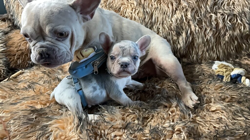 Lennon | Lilac Merle and Tan French Bulldog Male | Born June 7th, 2023