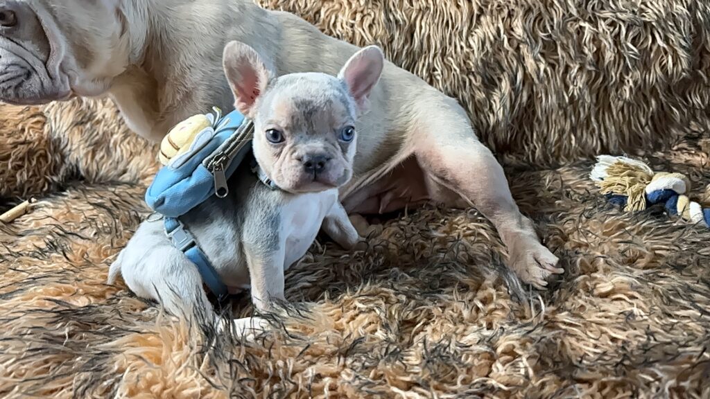 Lennon | Lilac Merle and Tan French Bulldog Male | Born June 7th, 2023