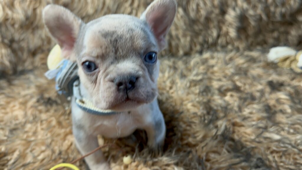 Lennon | Lilac Merle and Tan French Bulldog Male | Born June 7th, 2023