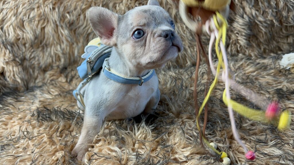 Lennon | Lilac Merle and Tan French Bulldog Male | Born June 7th, 2023