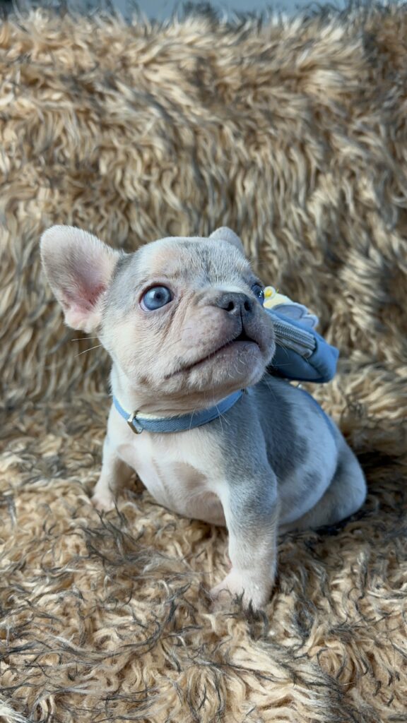 Lennon | Lilac Merle and Tan French Bulldog Male | Born June 7th, 2023