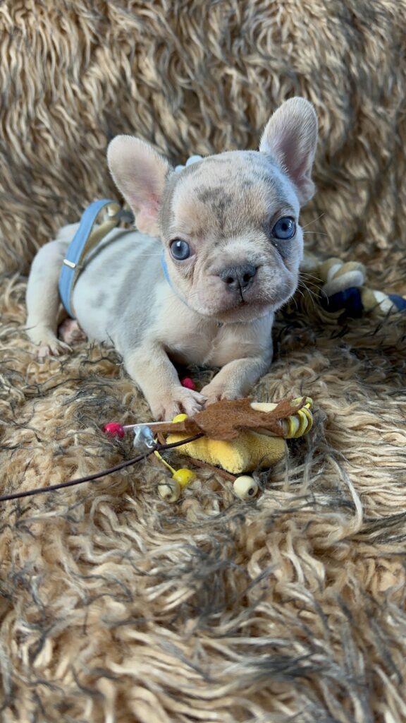 Lennon | Lilac Merle and Tan French Bulldog Male | Born June 7th, 2023