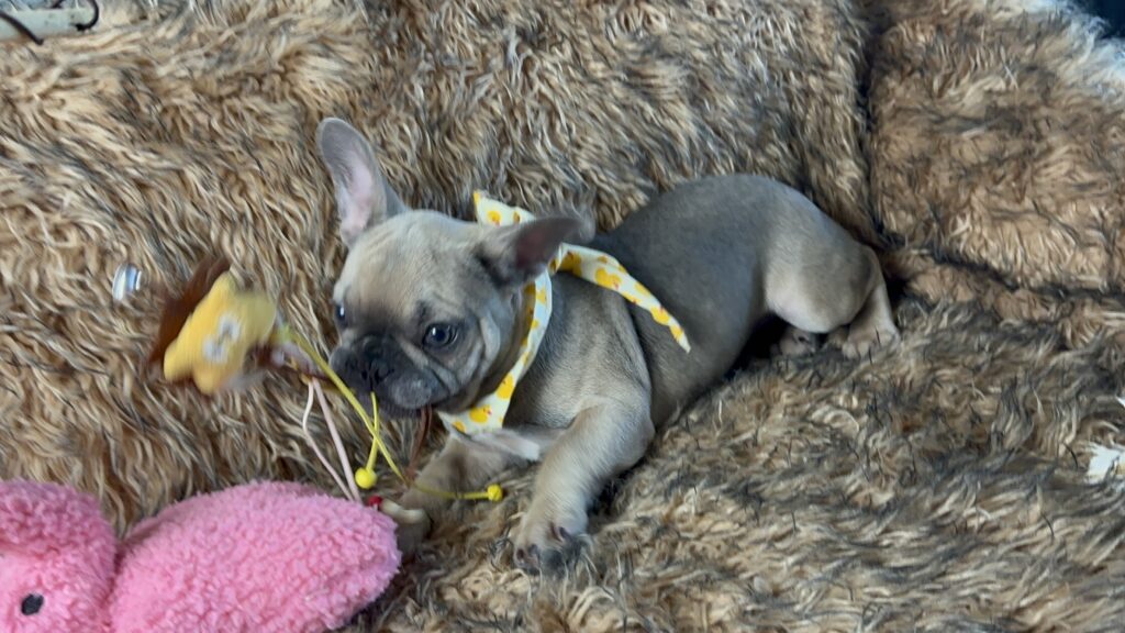 Nico | Blue Sable French Bulldog Female | The Fun Loving One