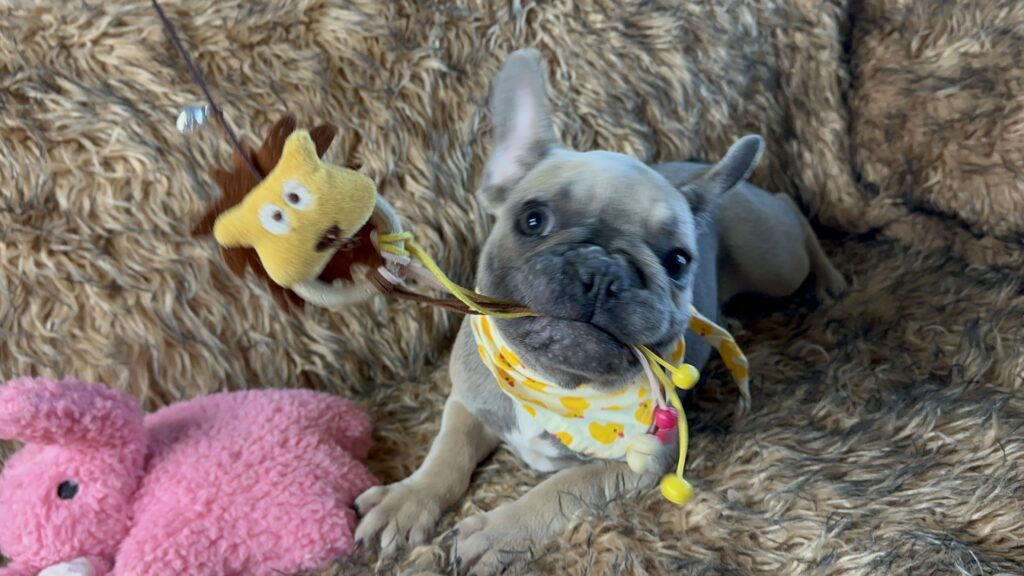 Nico | Blue Sable French Bulldog Female | The Fun Loving One