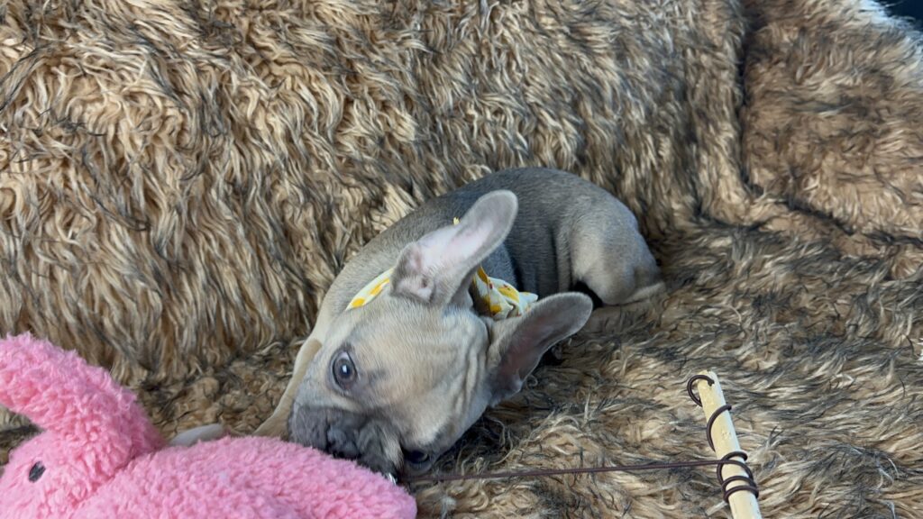 Nico | Blue Sable French Bulldog Female | The Fun Loving One