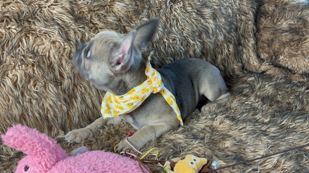 Nico | Blue Sable French Bulldog Female | The Fun Loving One