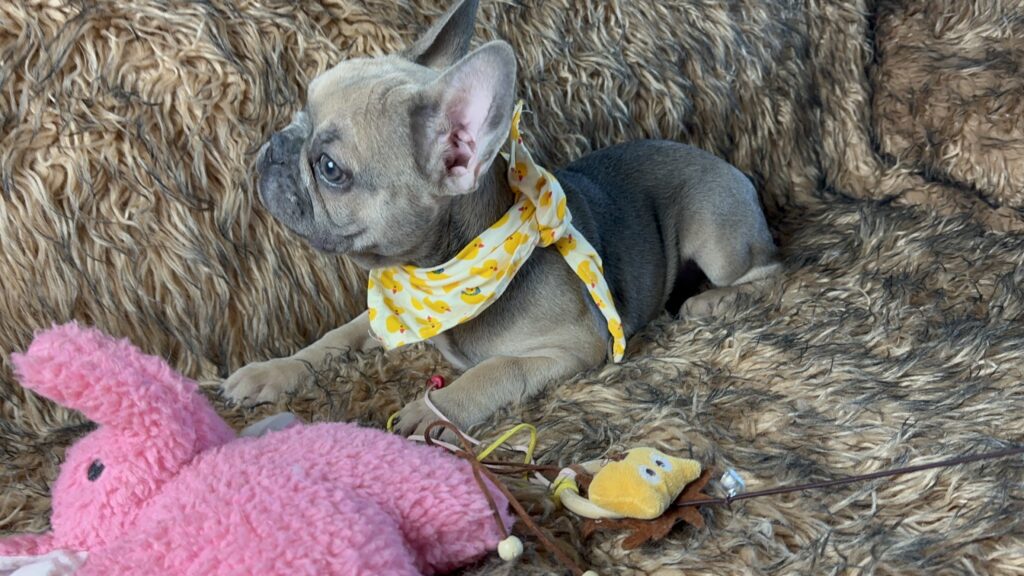 Nico | Blue Sable French Bulldog Female | The Fun Loving One
