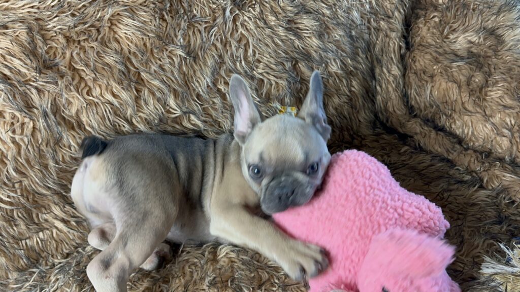 Nico | Blue Sable French Bulldog Female | The Fun Loving One