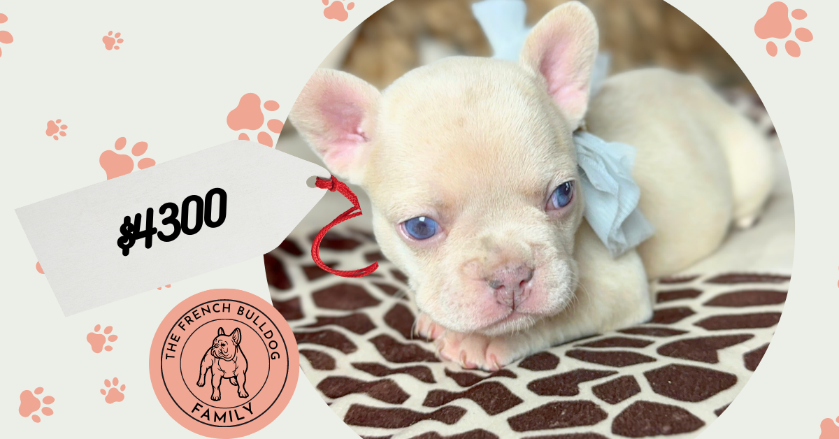 Lacey | Lilac Fawn Merle French Bulldog Female | Born June 7th, 2023