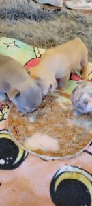 Frenchie Friday July 7, 2023