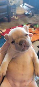Frenchie Friday July 7, 2023