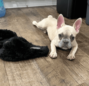 Frenchie Friday July 7, 2023