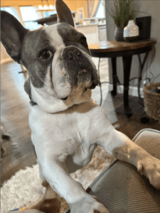 Frenchie Friday July 7, 2023