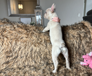 Frenchie Friday July 7, 2023