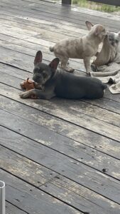 Frenchie Friday July 29 2023