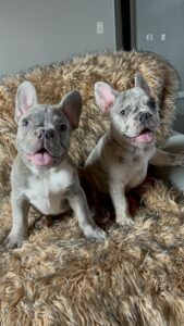Frenchie Friday July 29 2023