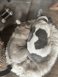 Frenchie Friday July 29 2023