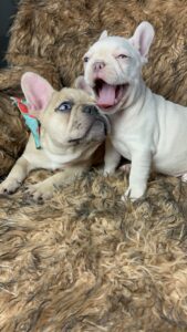 Frenchie Friday July 14, 2023