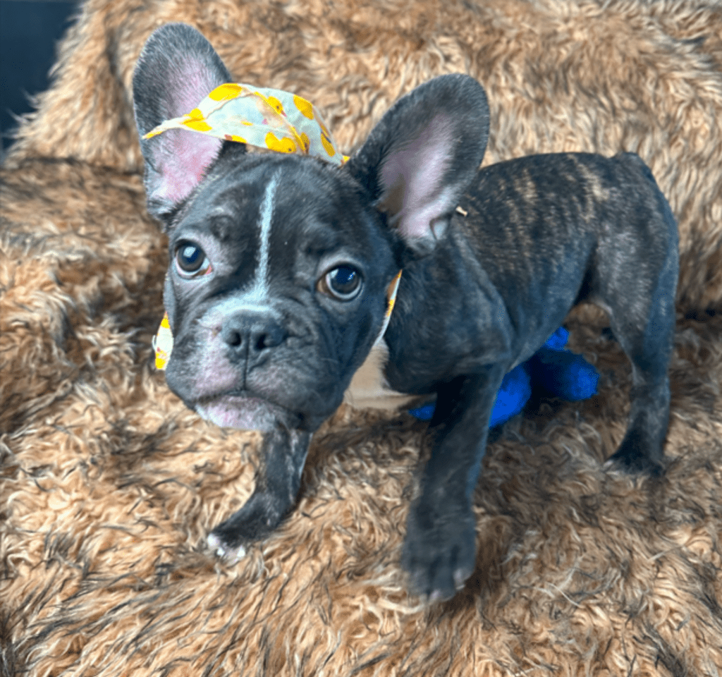 Ollie | Brindle French Bulldog Male