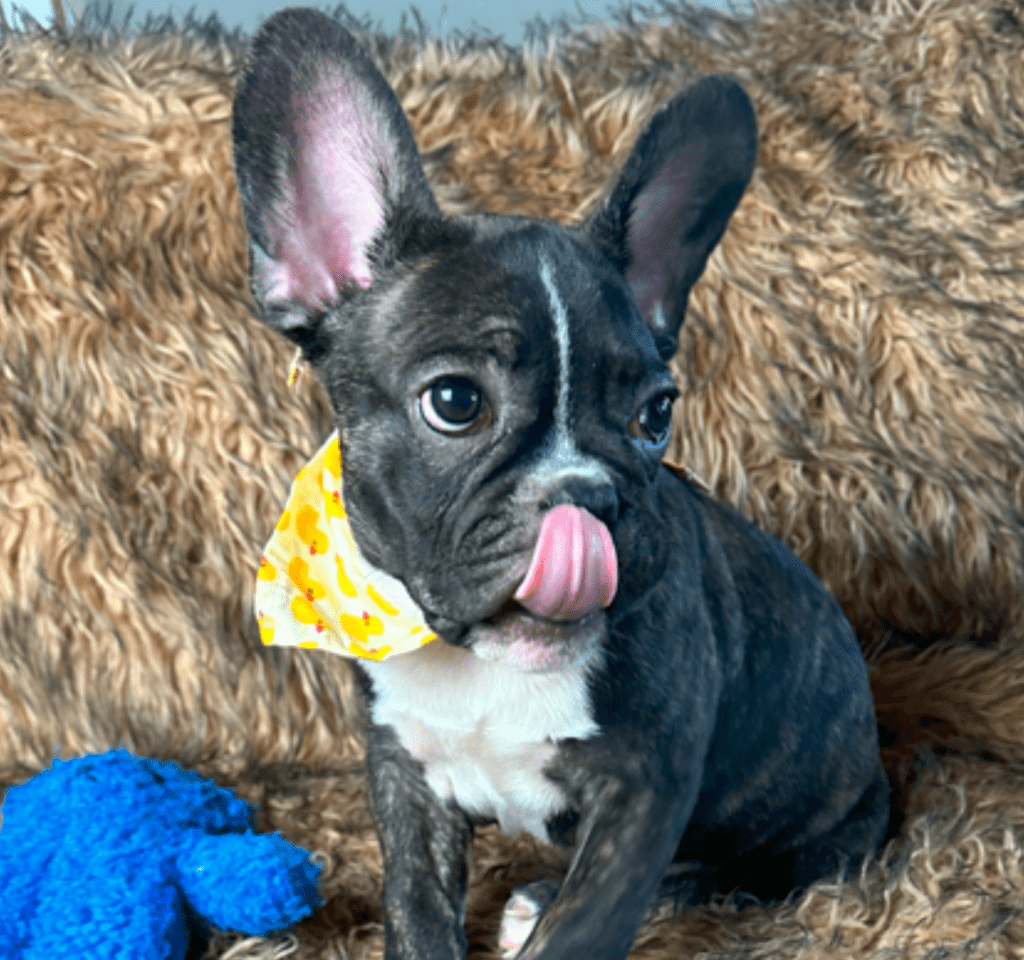 Ollie | Brindle French Bulldog Male