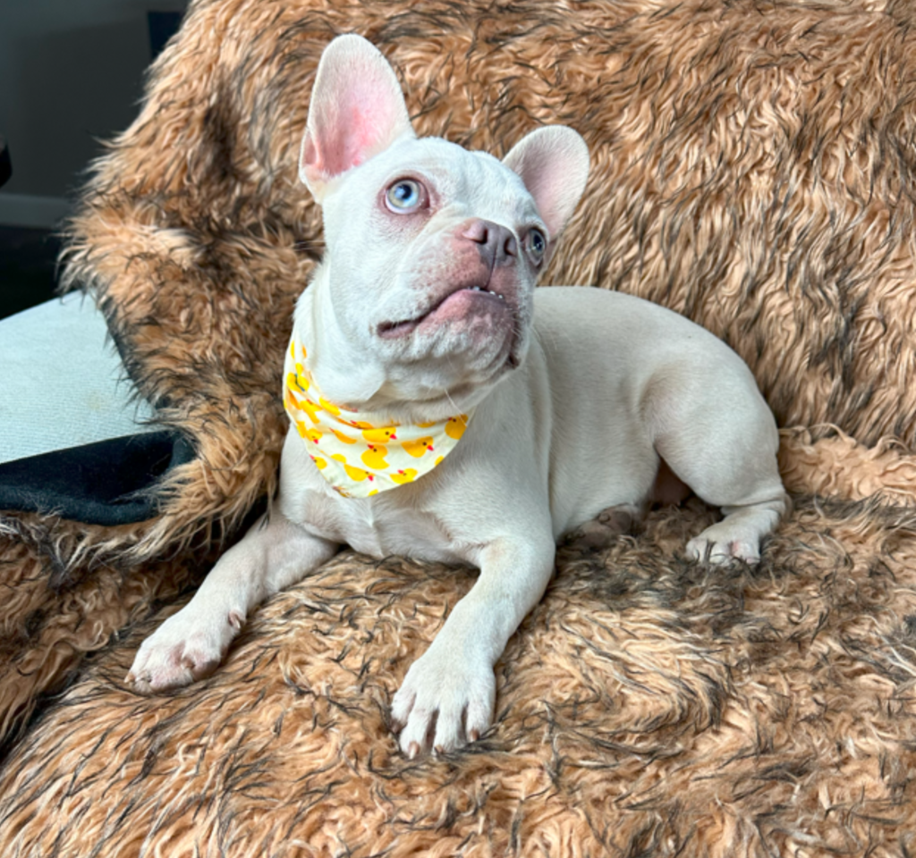 Skye Platinum French Bulldog Female | Born March 2nd 2023