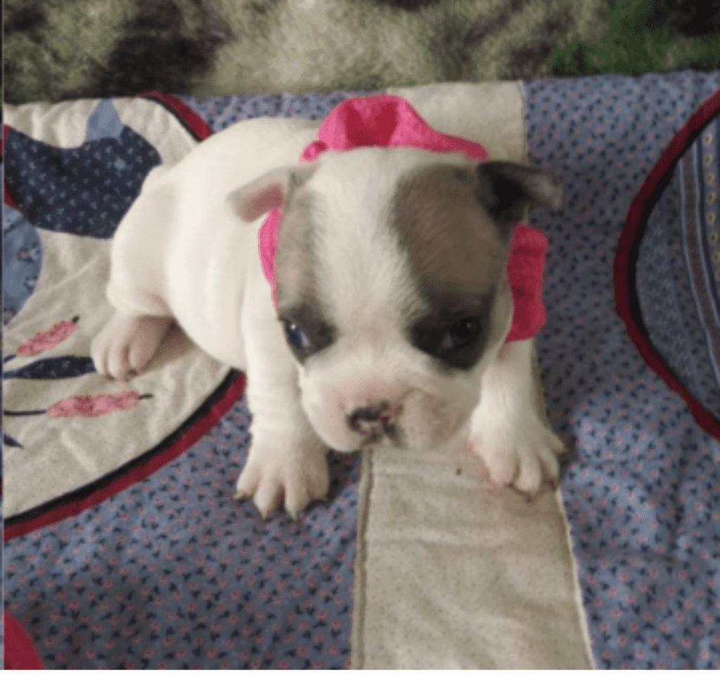 Zoomy | Blue Fawn Pied French Bulldog Female | Ready Now!