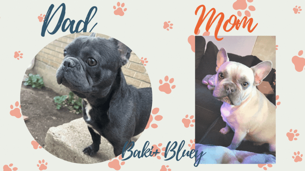 Frenchies Naturally blog