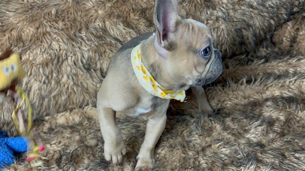 Nash | Blue Sable French Bulldog Male | The Fun Loving One