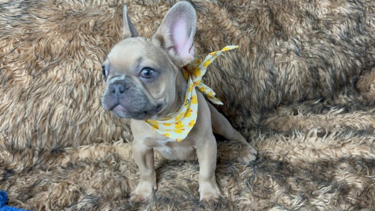 Nash | Blue Sable French Bulldog Male | The Fun Loving One