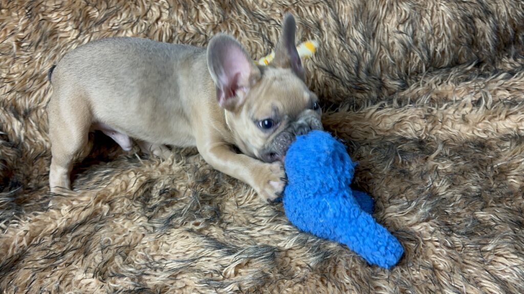 Nash | Blue Sable French Bulldog Male | The Fun Loving One