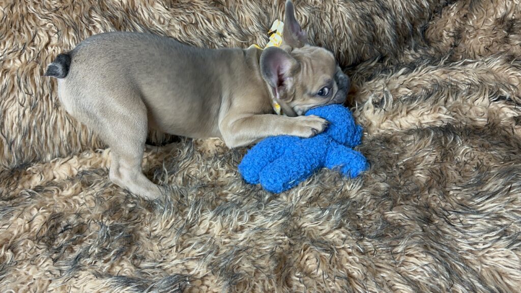 Nash | Blue Sable French Bulldog Male | The Fun Loving One